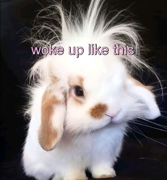 bunny woke up like this with crazy hair